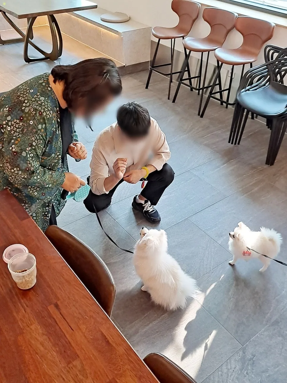 강아지 훈련사 취업: 자격증 취득부터 실무까지 A to Z — 사진 5