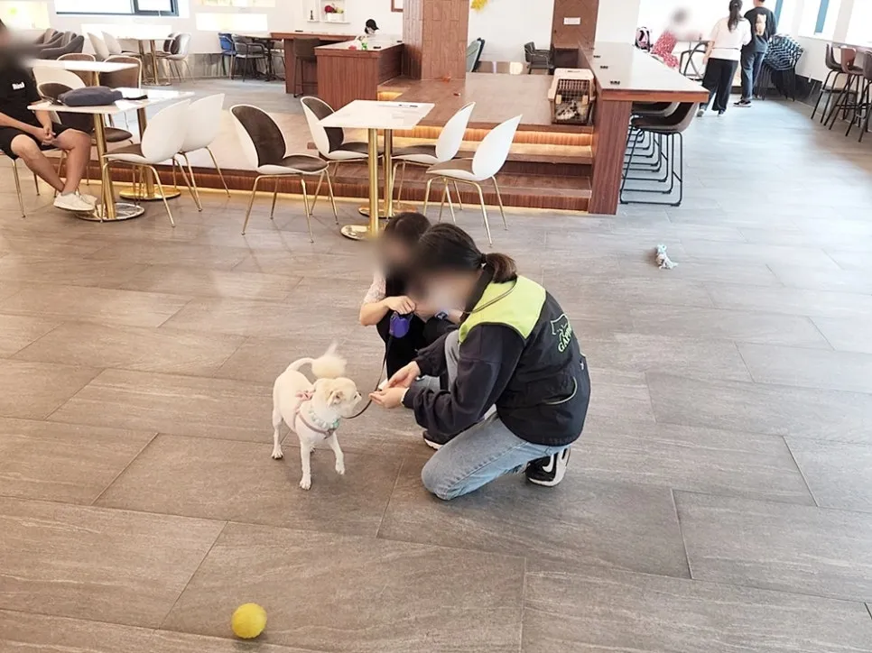 강아지 훈련사 취업: 자격증 취득부터 실무까지 A to Z — 사진 12