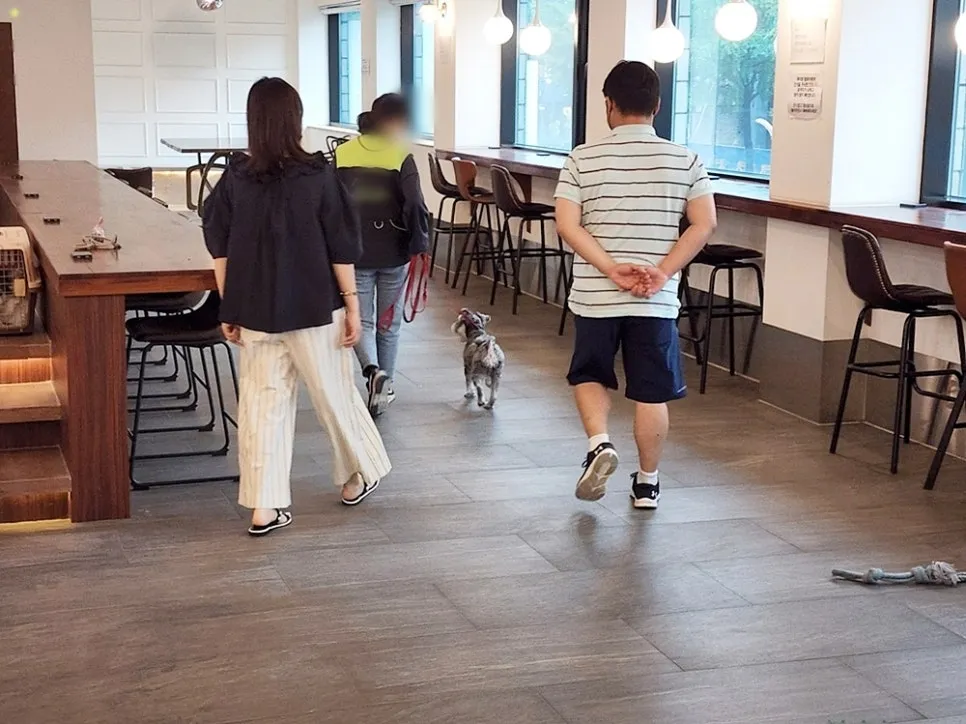 강아지 훈련사 취업: 자격증 취득부터 실무까지 A to Z — 사진 13