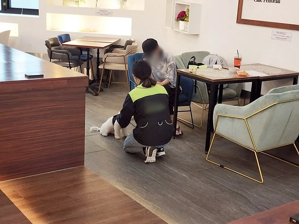 강아지 훈련사 취업: 자격증 취득부터 실무까지 A to Z — 사진 14