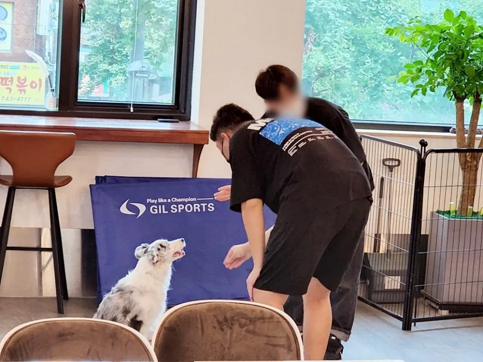 강아지 훈련사 취업: 자격증 취득부터 실무까지 A to Z — 사진 17