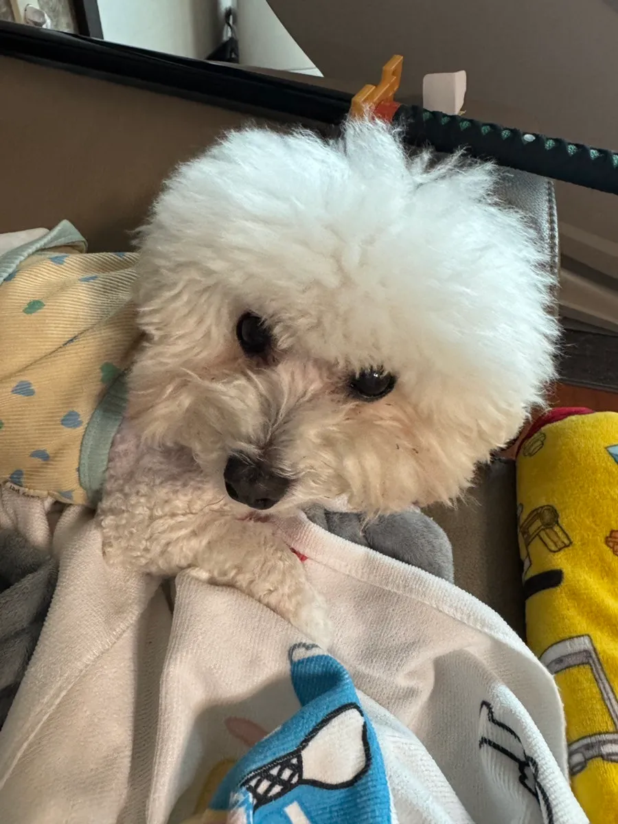 강아지 치석제거기, 집에서 안전하게 관리하는 방법 — 사진 14