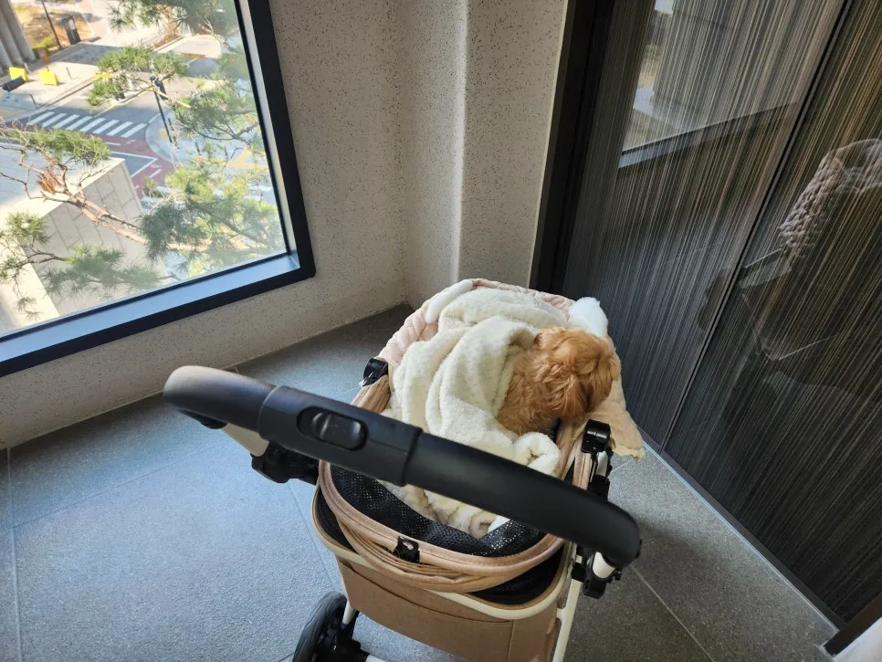 강아지 슬개골 탈구 수술, 비용부터 회복까지 완벽 가이드 — 사진 4