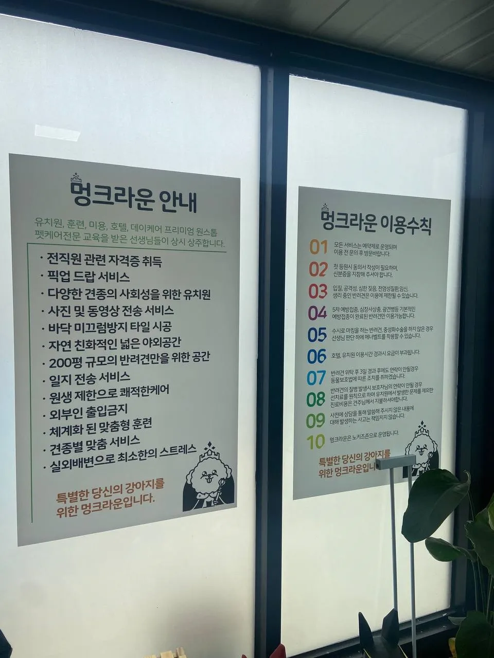 부산 강아지 훈련, 산만함 개선 후기: 멍크라운 유치원