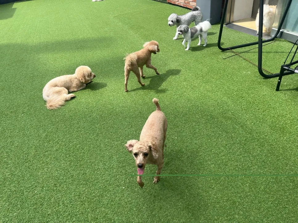부산 강아지 훈련, 산만함 개선 후기: 멍크라운 유치원 — 사진 5