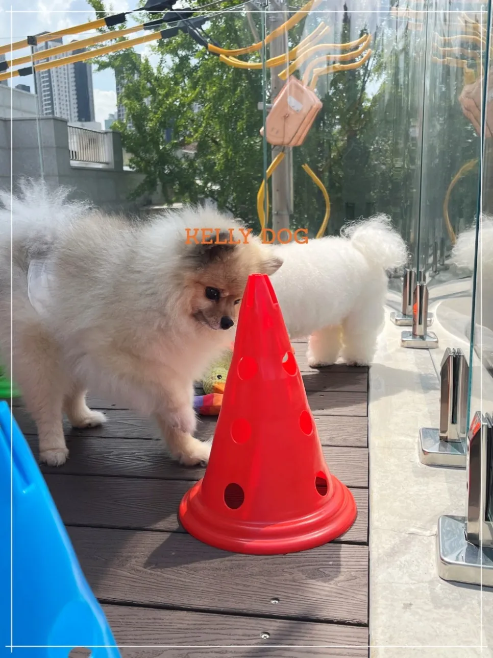 애견유치원 비용 아깝지 않아 켈리독 강아지유치원 후기