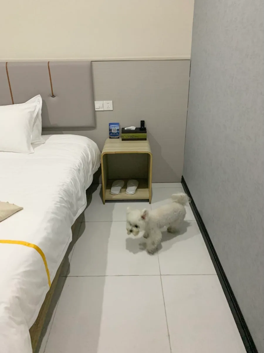 상하이 푸동공항 애견동반 호텔, 픽업 셔틀 무료 후기 — 사진 14