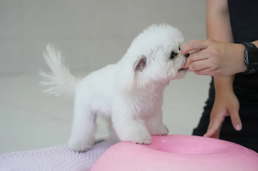 부산 강아지 유치원 코모네하우스, 사회화·놀이·안전한 환경 후기 — 사진 9
