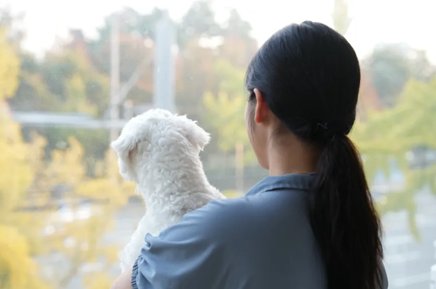 부산 강아지 유치원 코모네하우스, 사회화·놀이·안전한 환경 후기 — 사진 10