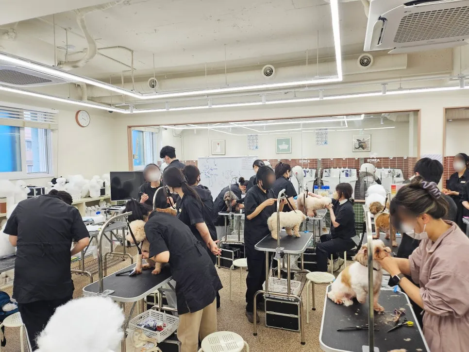 강남 애견미용학원 자격증 취득 후기: 과정 및 비용 — 사진 3