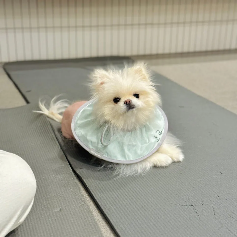 포메라니안 슬개골탈구 수술 후기 및 동물병원 선택 가이드
