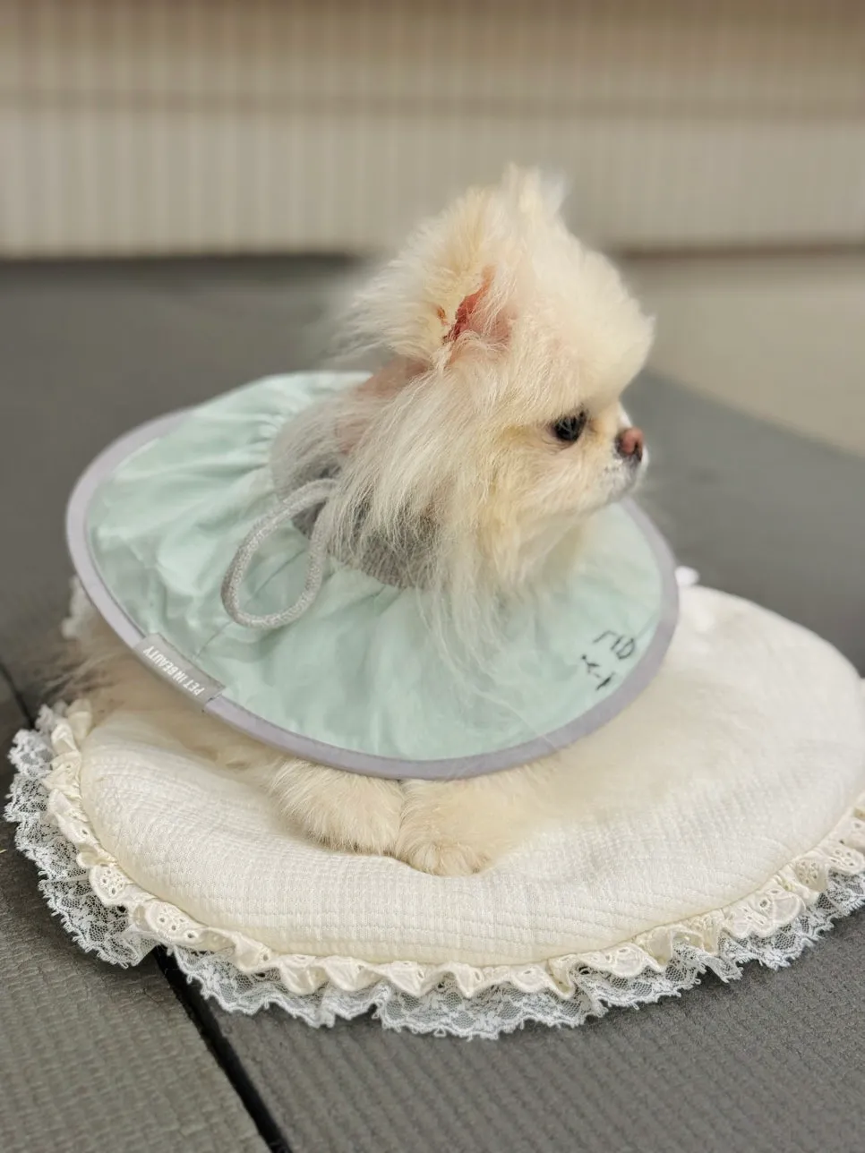 포메라니안 슬개골탈구 수술 후기 및 동물병원 선택 가이드 — 사진 2