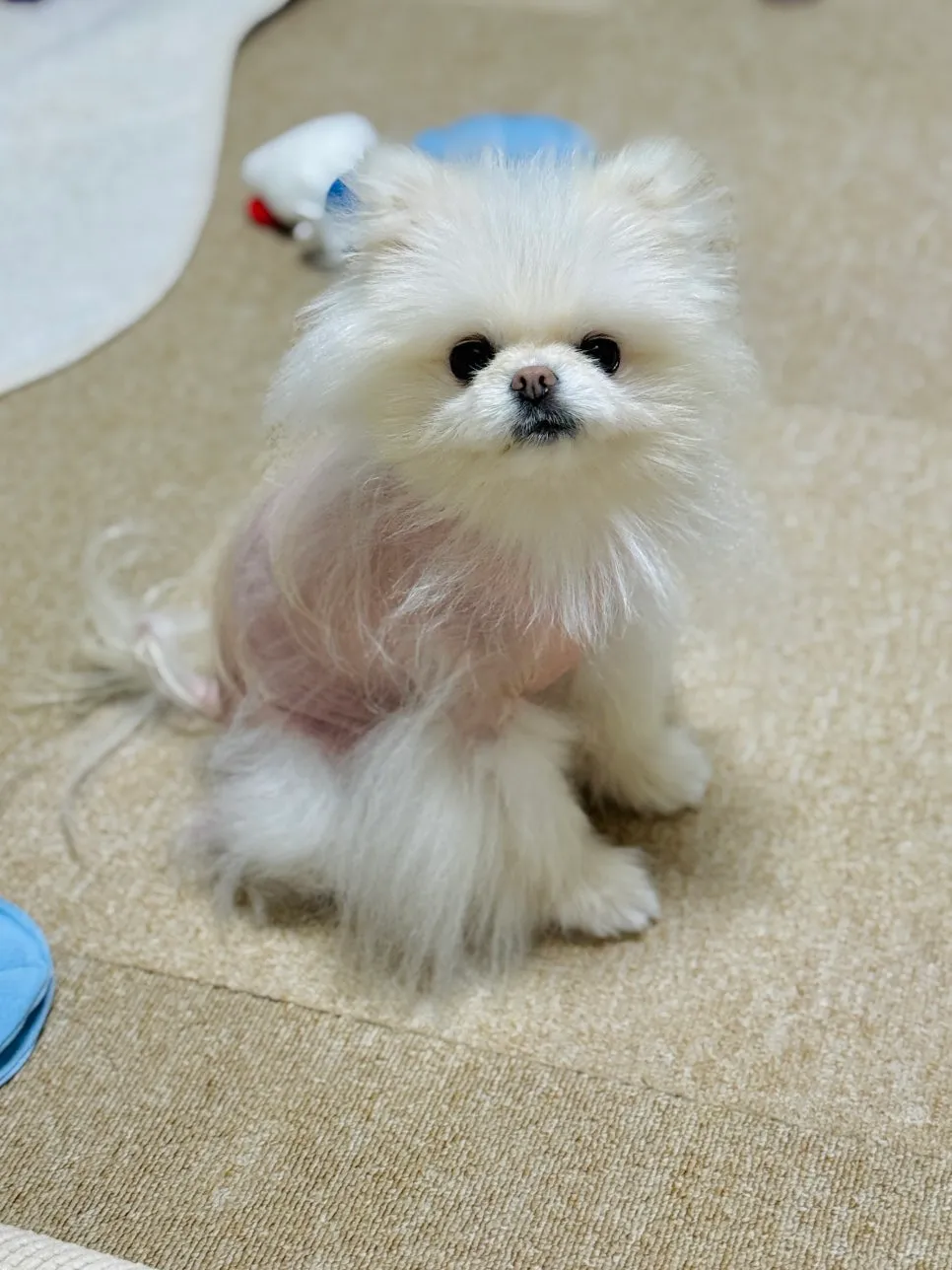 포메라니안 슬개골탈구 수술 후기 및 동물병원 선택 가이드 — 사진 3
