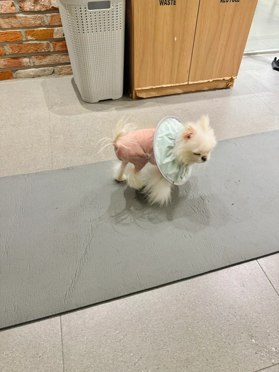 포메라니안 슬개골탈구 수술 후기 및 동물병원 선택 가이드 — 사진 5