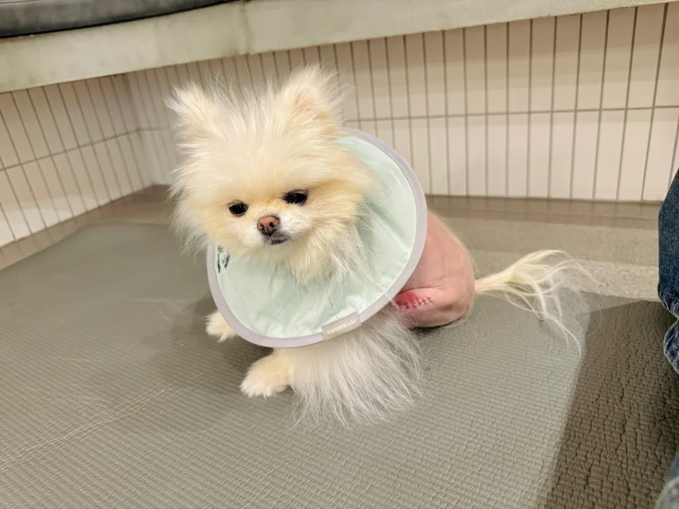 포메라니안 슬개골탈구 수술 후기 및 동물병원 선택 가이드 — 사진 6