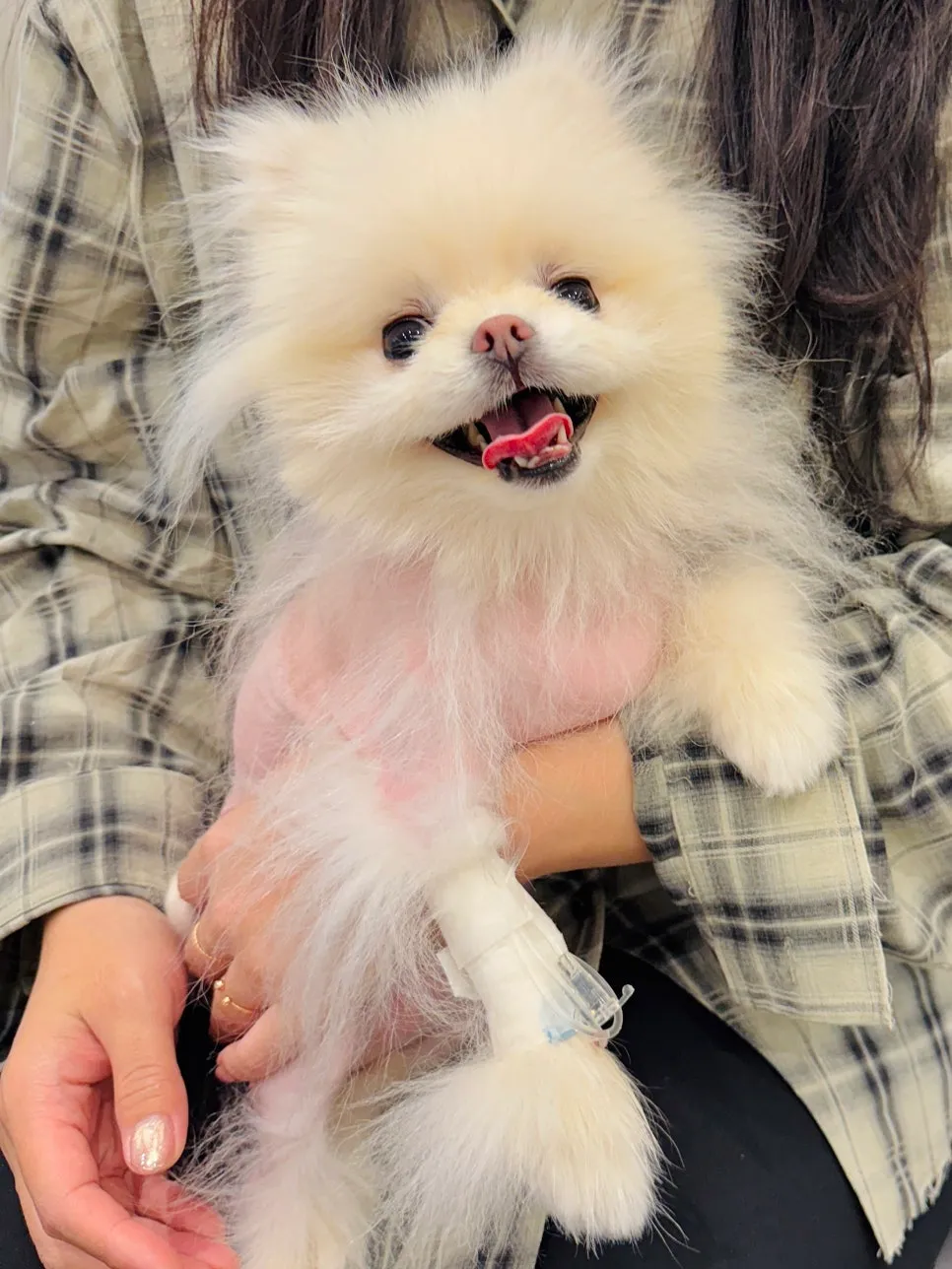포메라니안 슬개골탈구 수술 후기 및 동물병원 선택 가이드 — 사진 8