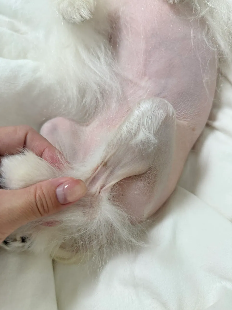 포메라니안 슬개골탈구 수술 후기 및 동물병원 선택 가이드 — 사진 11