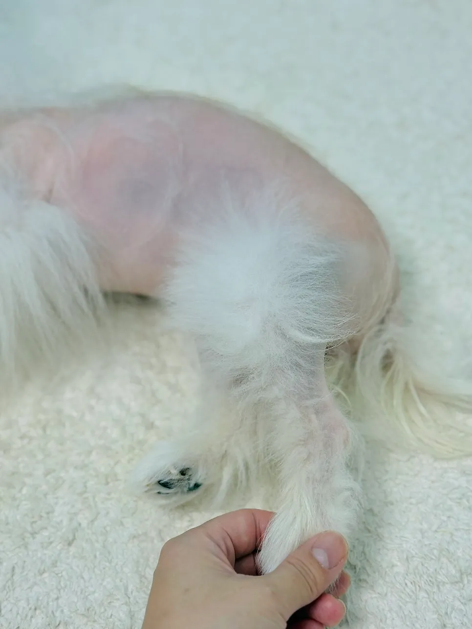 포메라니안 슬개골탈구 수술 후기 및 동물병원 선택 가이드 — 사진 12