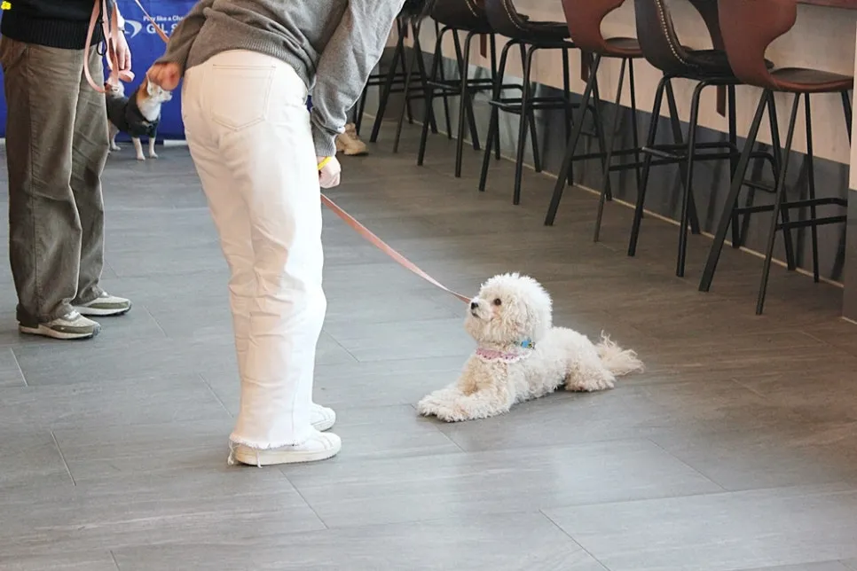 강아지 입질·짖음 훈련, 보호자 교육으로 해결했어요 — 사진 4