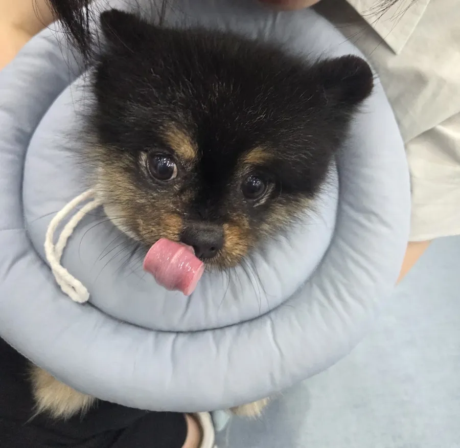 포메라니안 슬개골 수술 후기: 회복 과정과 비용 정보 — 사진 3