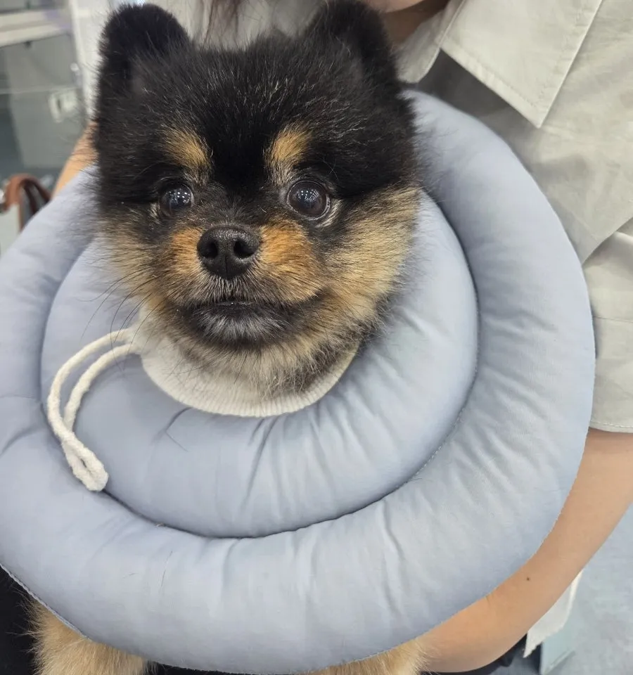 포메라니안 슬개골 수술 후기: 회복 과정과 비용 정보 — 사진 4