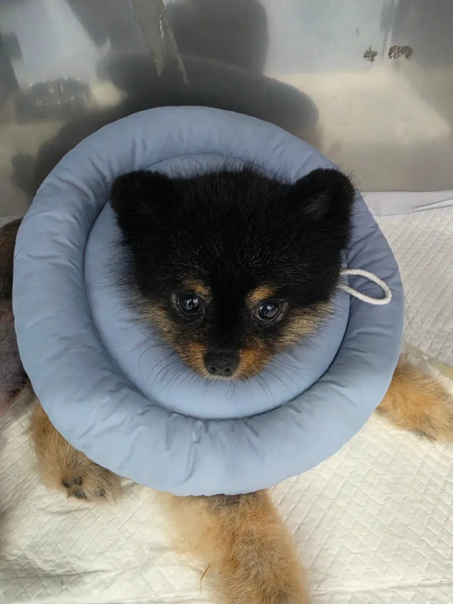 포메라니안 슬개골 수술 후기: 회복 과정과 비용 정보 — 사진 6