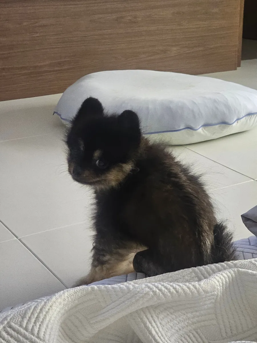포메라니안 슬개골 수술 후기: 회복 과정과 비용 정보 — 사진 16