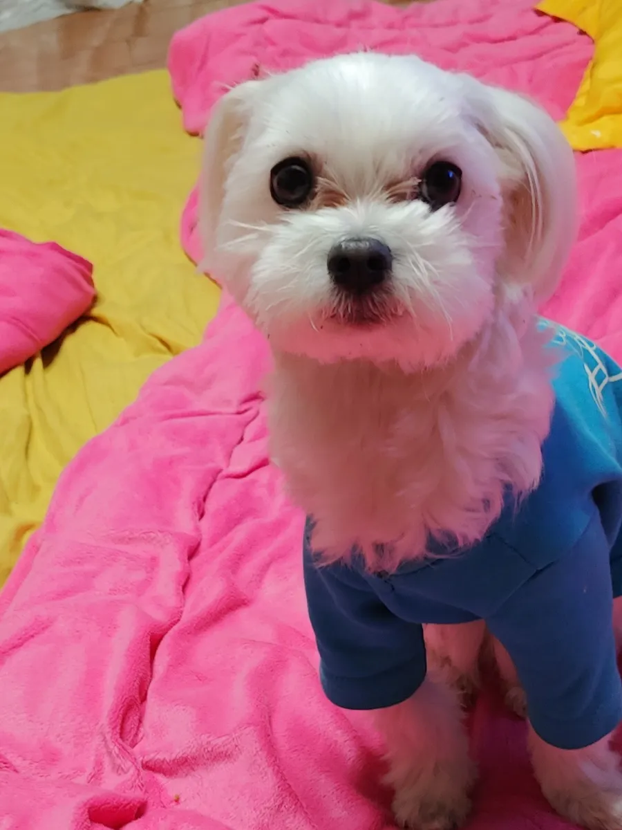 말티즈 출장 미용, 집에서 편안하게 스트레스 없이! — 사진 2