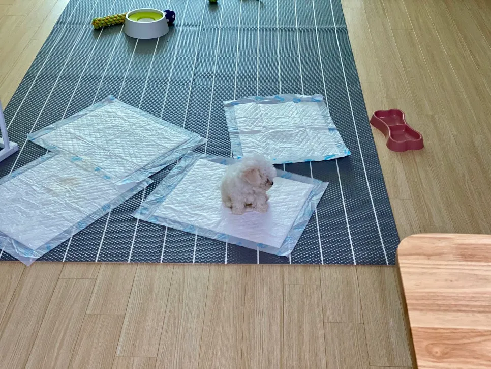 강아지 방문 훈련으로 소변 실수 해결 후기 — 사진 3