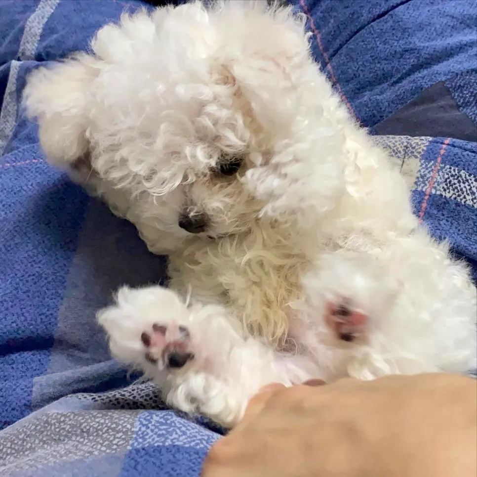 강아지 방문 훈련으로 소변 실수 해결 후기 — 사진 4