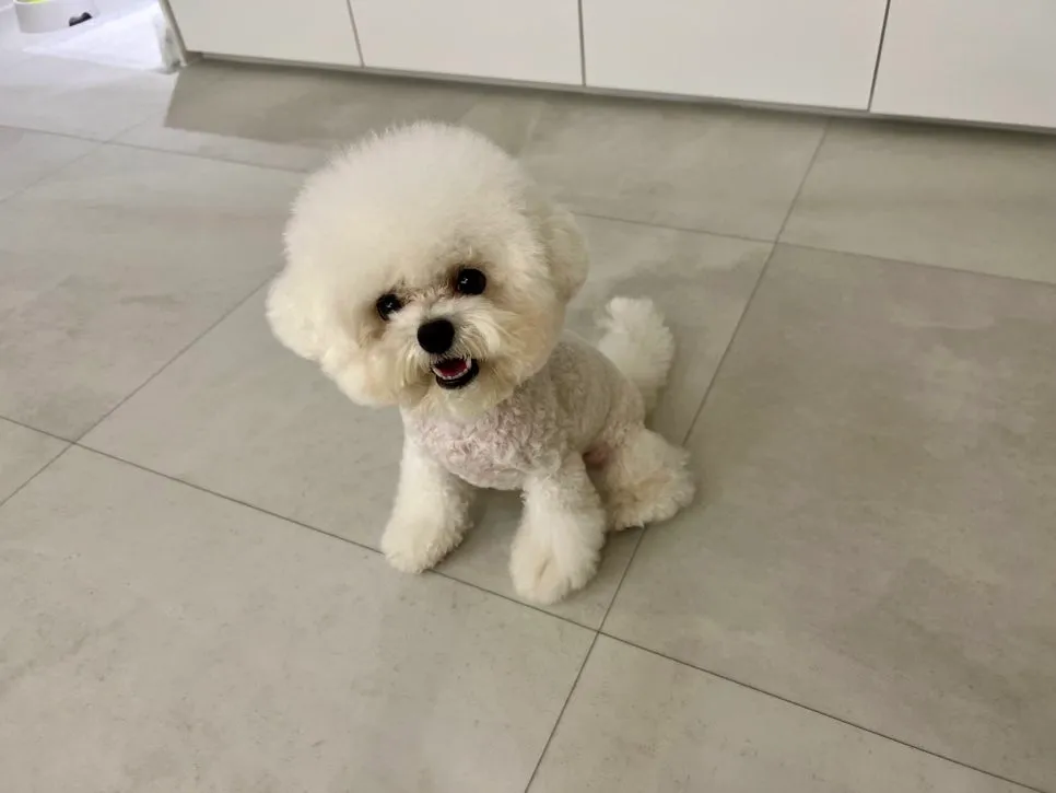 강아지 방문 훈련으로 소변 실수 해결 후기 — 사진 6