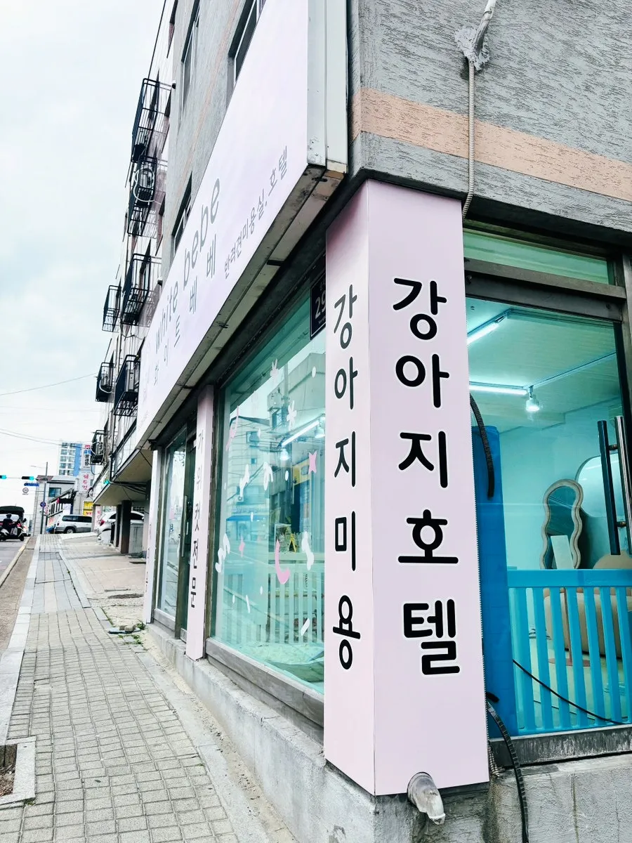 인천 강아지 미용, 화이트베베 커트+스파로 여름 준비 — 사진 2
