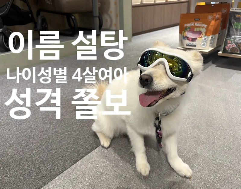 일산 강아지 사회화 훈련: 바니버니 클래스 후기 — 사진 2