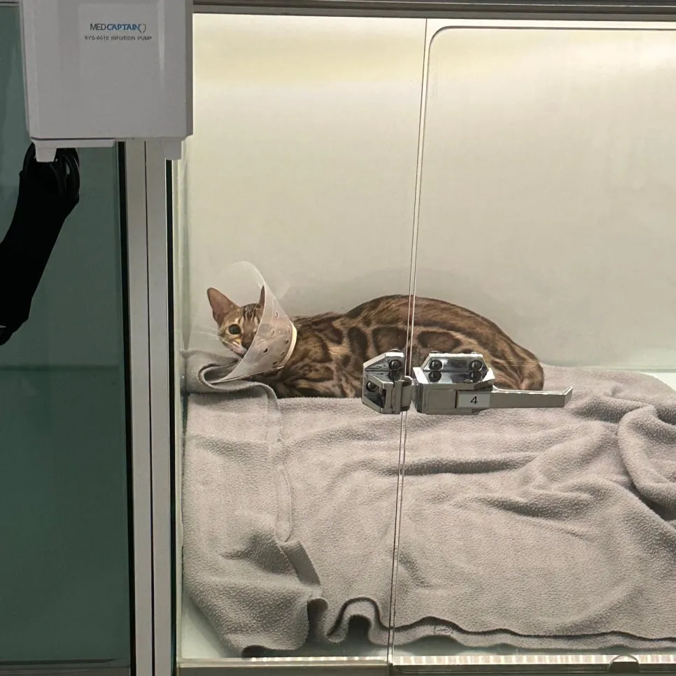 암컷 고양이 중성화 수술 후기: 3일간의 회복 과정 및 비용