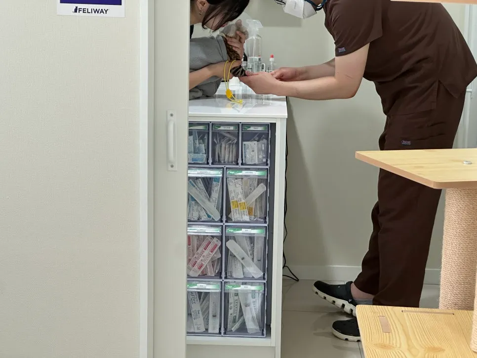 암컷 고양이 중성화 수술 후기: 3일간의 회복 과정 및 비용 — 사진 5