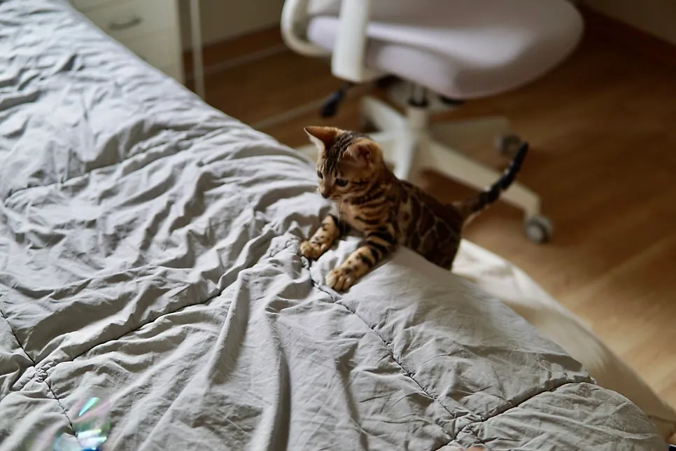 암컷 고양이 중성화 수술 후기: 3일간의 회복 과정 및 비용 — 사진 9