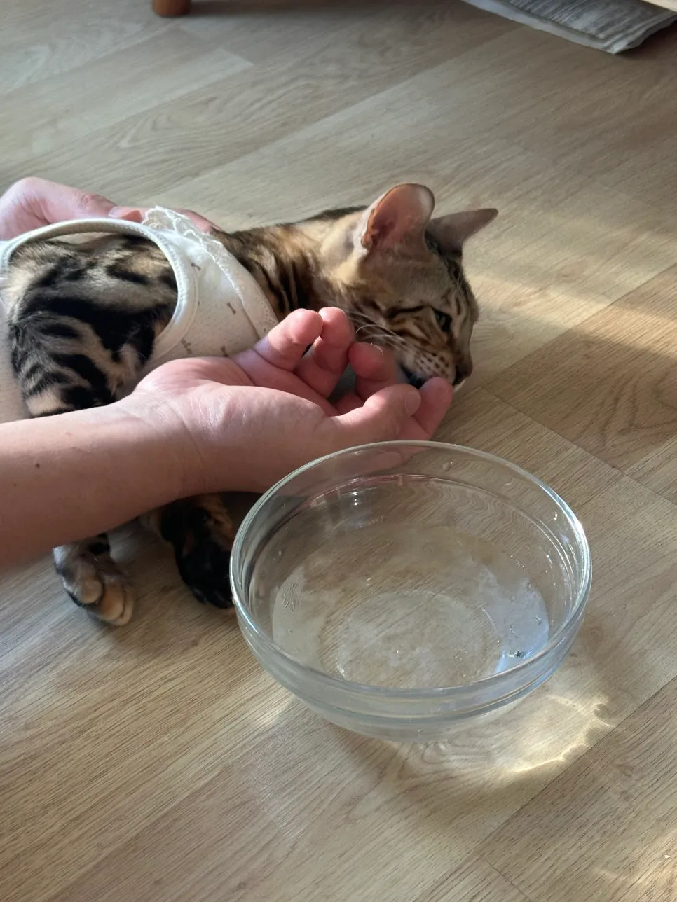 암컷 고양이 중성화 수술 후기: 3일간의 회복 과정 및 비용 — 사진 12