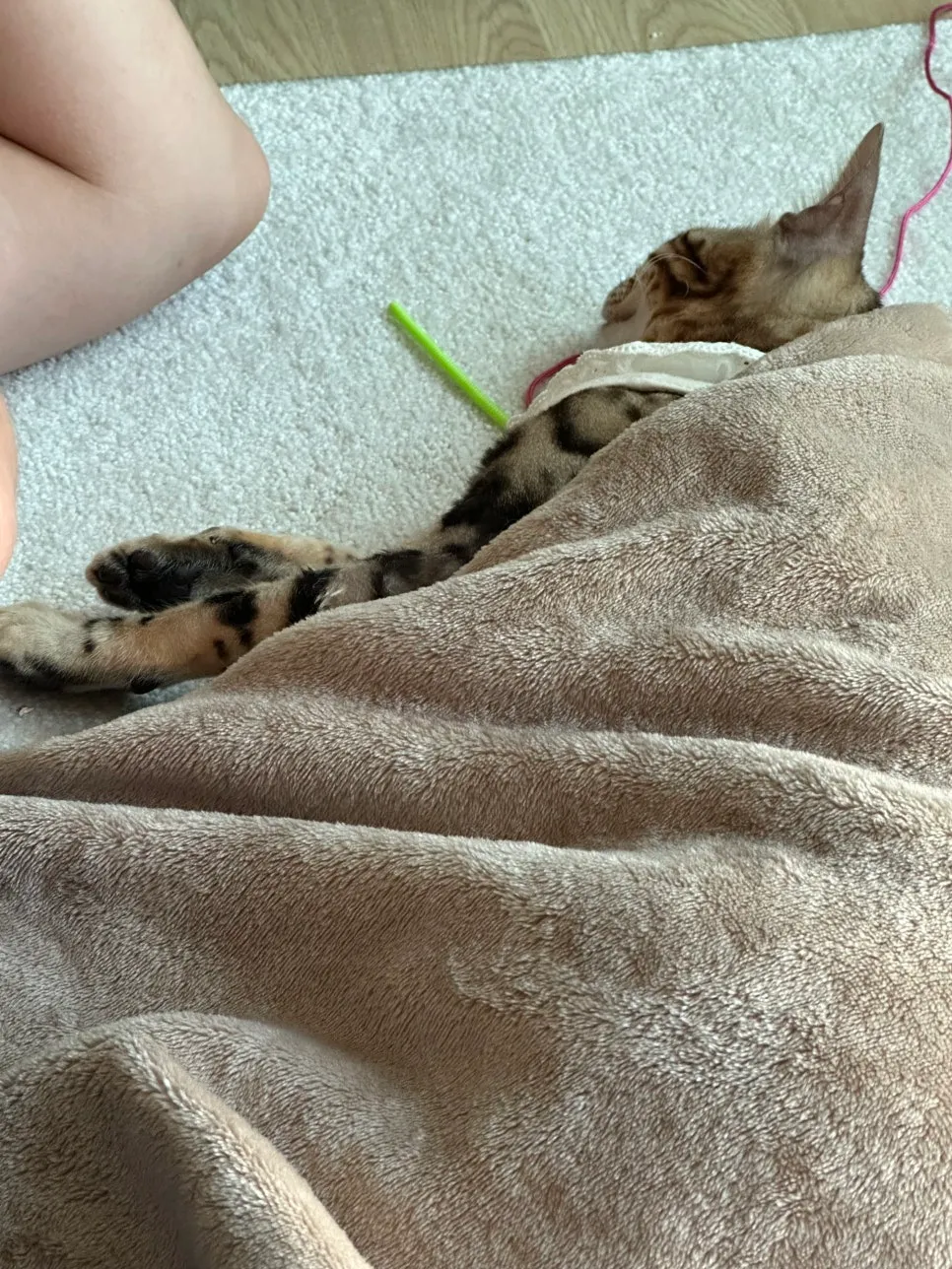 암컷 고양이 중성화 수술 후기: 3일간의 회복 과정 및 비용 — 사진 13