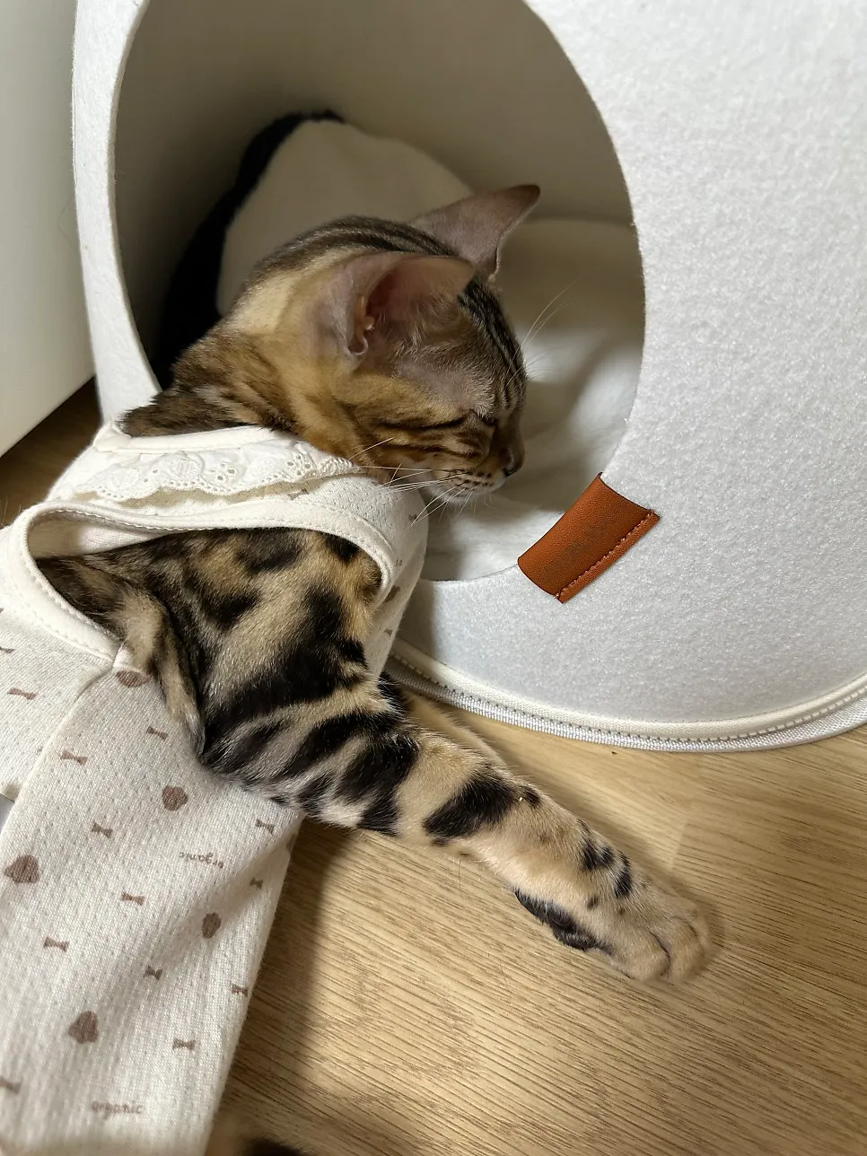 암컷 고양이 중성화 수술 후기: 3일간의 회복 과정 및 비용 — 사진 14