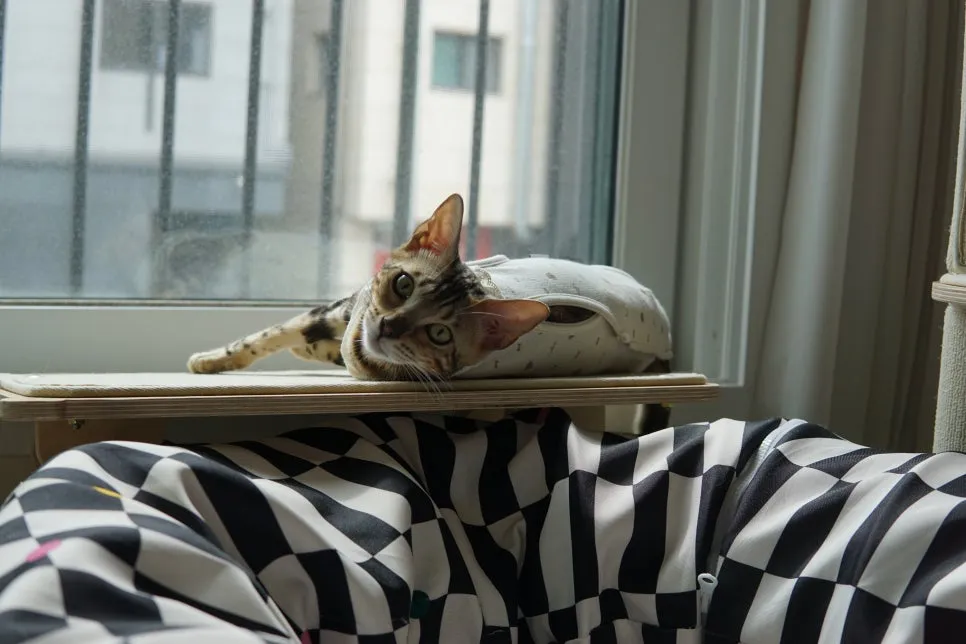 암컷 고양이 중성화 수술 후기: 3일간의 회복 과정 및 비용 — 사진 16