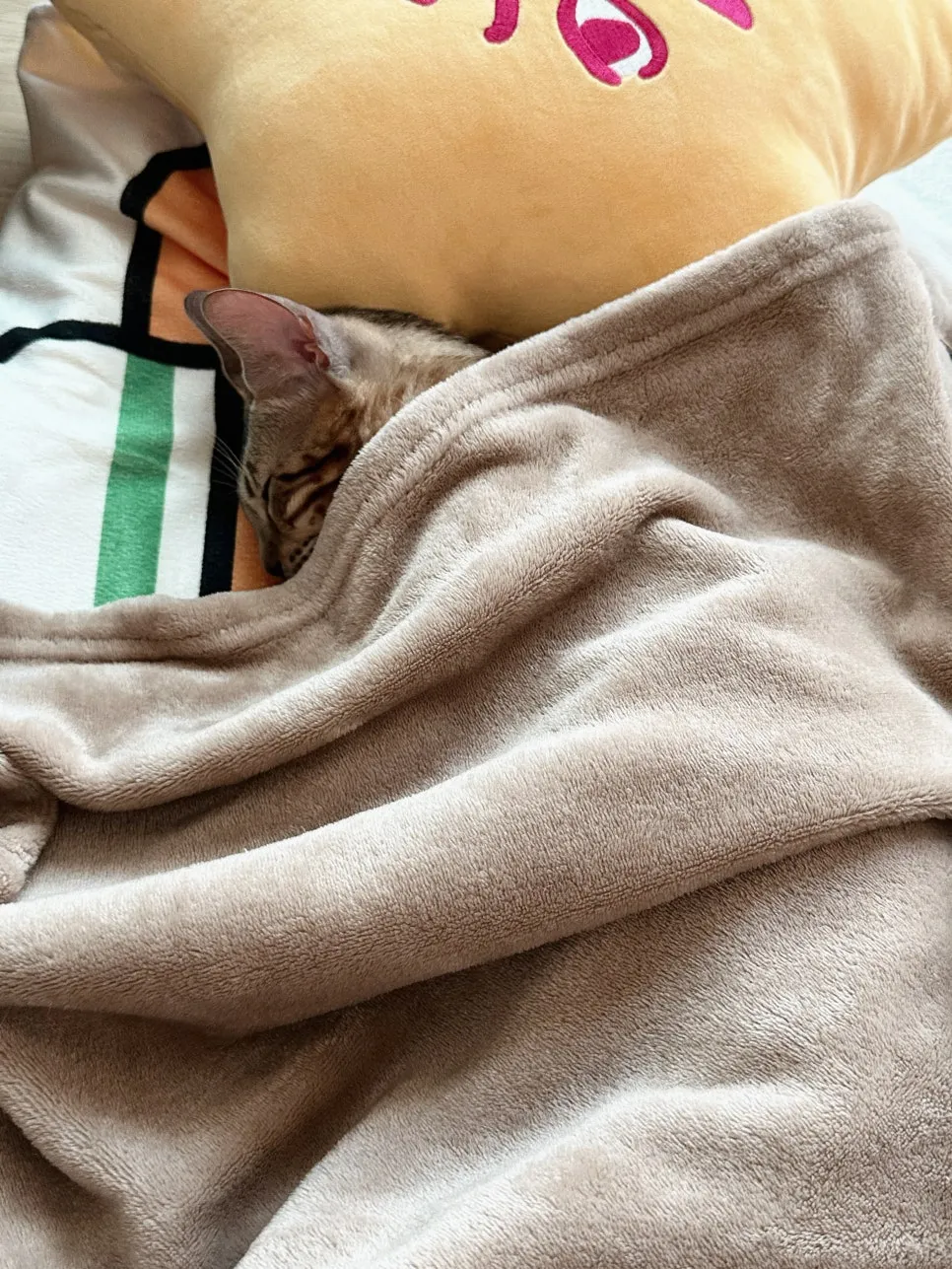 암컷 고양이 중성화 수술 후기: 3일간의 회복 과정 및 비용 — 사진 19