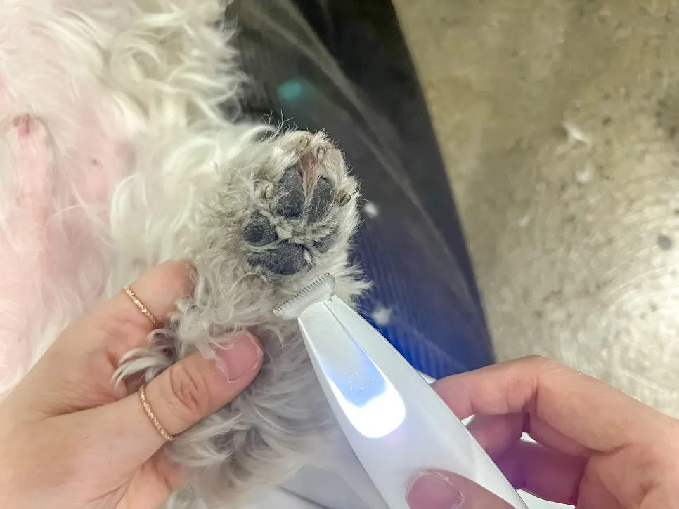말티즈 셀프 미용: 퍼피컷 P2 클리퍼로 발바닥·눈가 털 관리 — 사진 10
