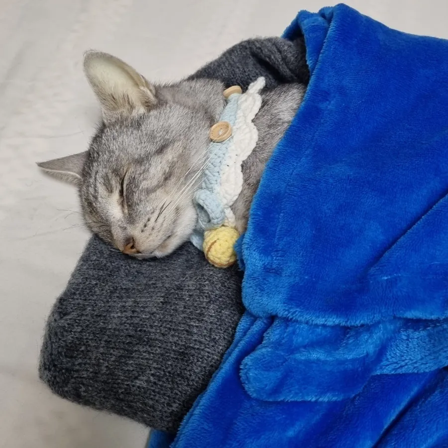 고양이 장례 준비: 펫포레스트 이용 후기 및 절차 안내 — 사진 3