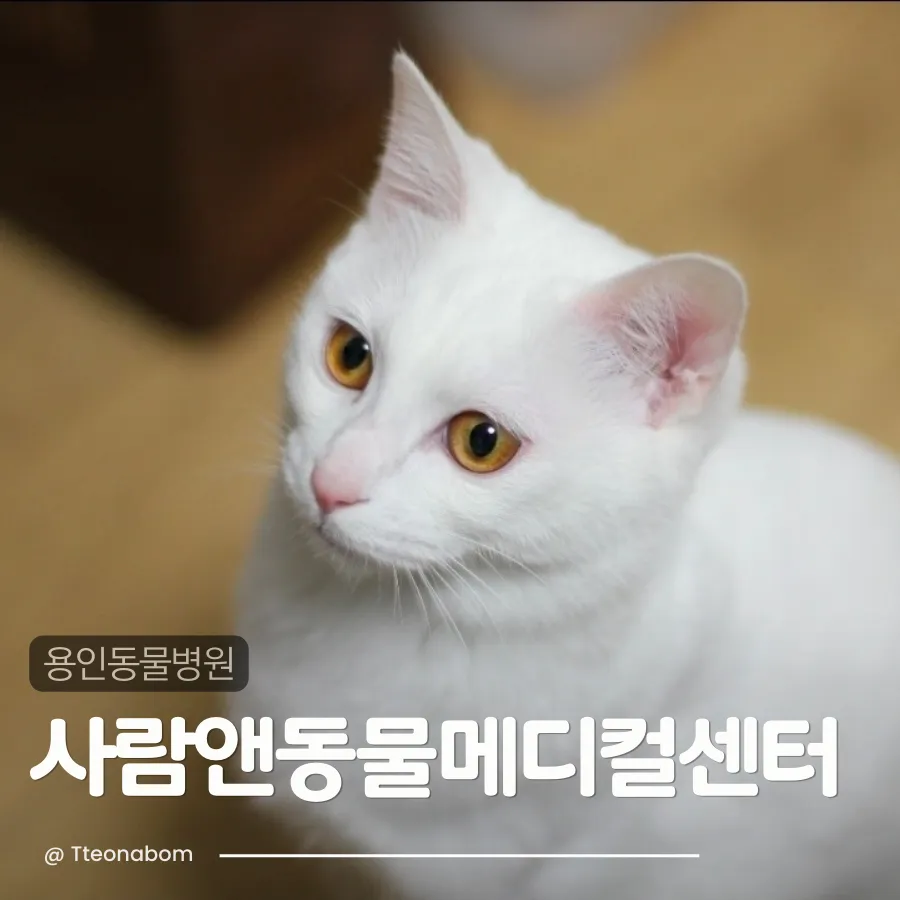 12살 터키쉬앙고라 고양이 건강검진 후기 및 준비사항