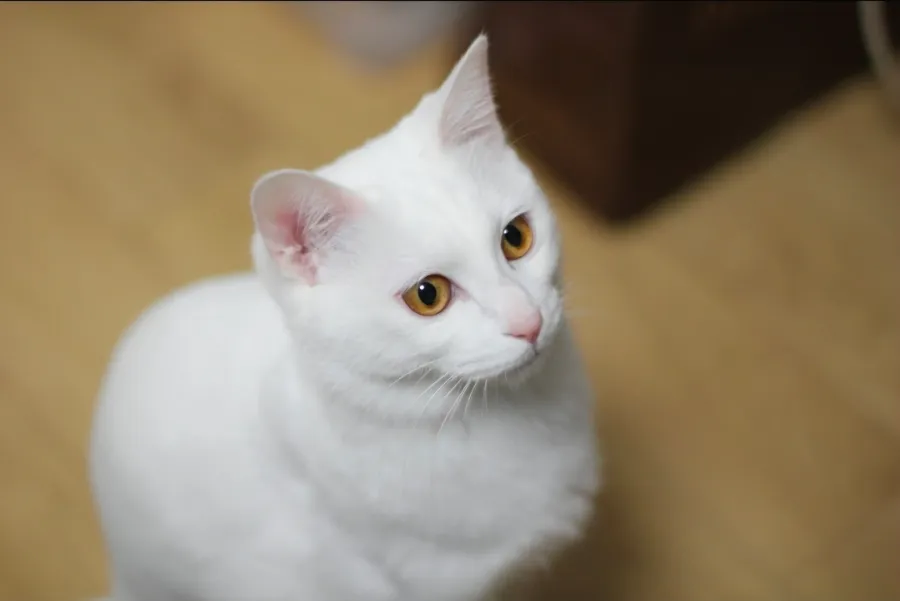 12살 터키쉬앙고라 고양이 건강검진 후기 및 준비사항 — 사진 2