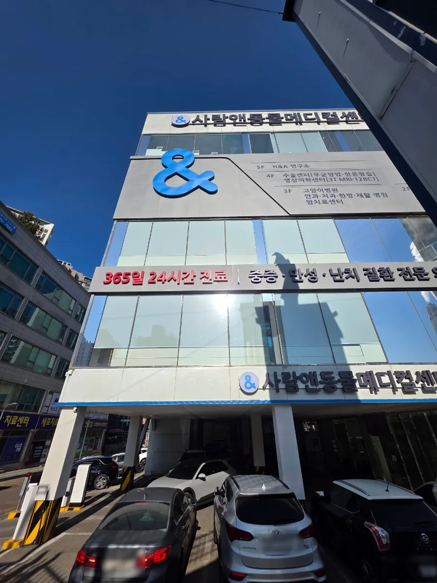 12살 터키쉬앙고라 고양이 건강검진 후기 및 준비사항 — 사진 3