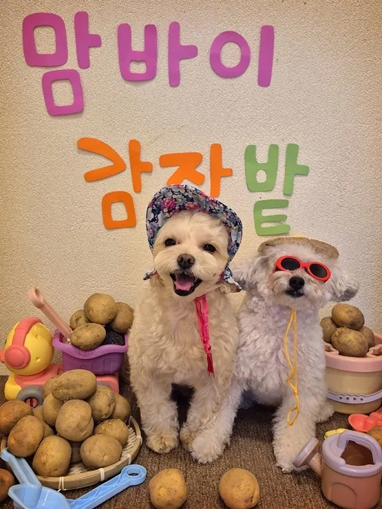부산 강아지 유치원: 소수 정예 밀착 케어 후기 — 사진 3