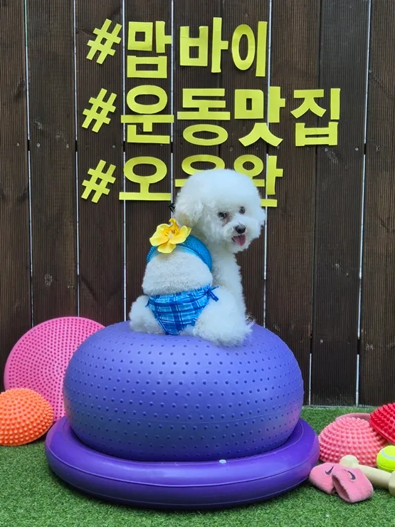 부산 강아지 유치원: 소수 정예 밀착 케어 후기 — 사진 9