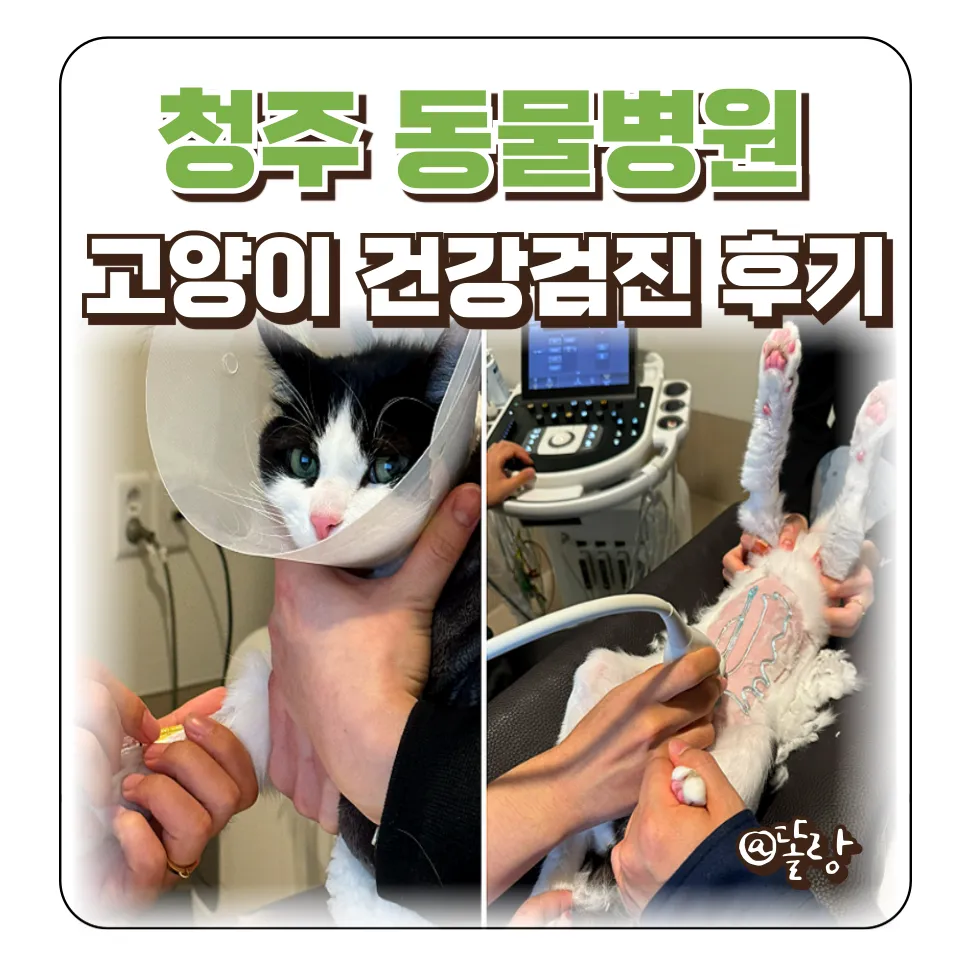 청주 고양이 건강검진, 두근동물병원 비용 및 주기 안내