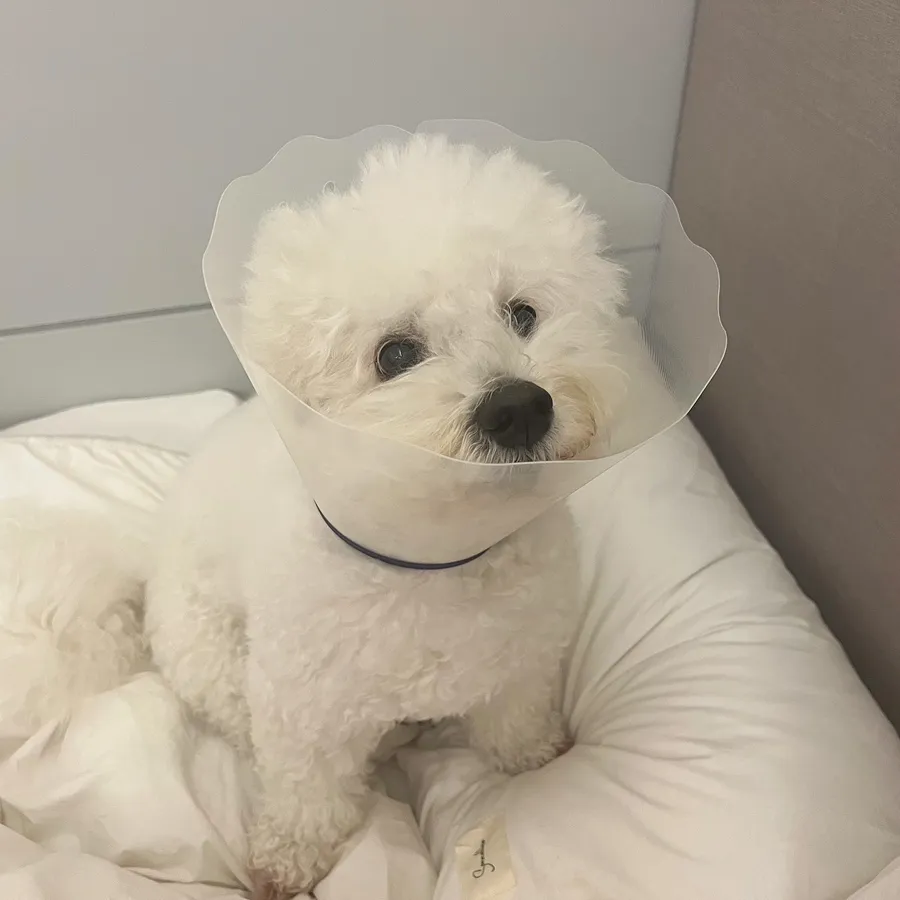 강아지 중성화 시기, 비용, 수술 후 관리 완벽 가이드